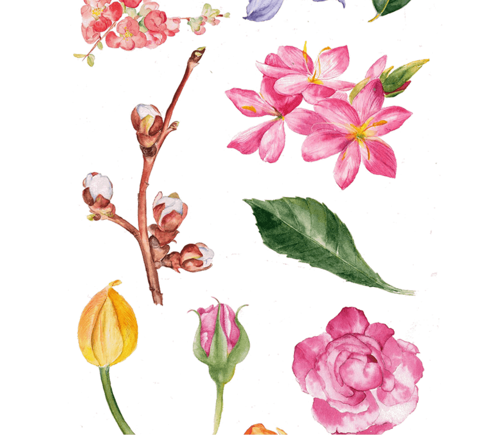 Rose1 1024x889