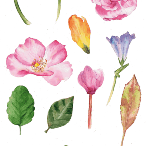 watercolor flowers and leaves PNG